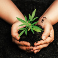 What's threatening the cannabis market?