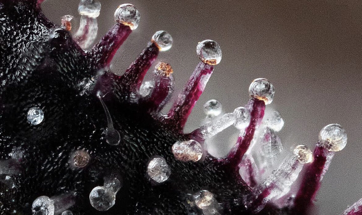 Are Artificial Flavors Hacking Your High?