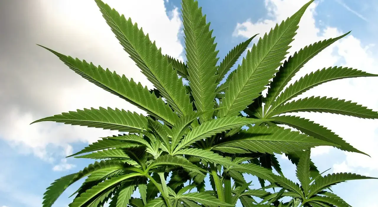 Congressional report on what cannabis rescheduling does—and doesn't do (Newsletter: May 7, 2026)