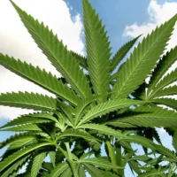Congressional report on what cannabis rescheduling does—and doesn't do (Newsletter: May 7, 2026)