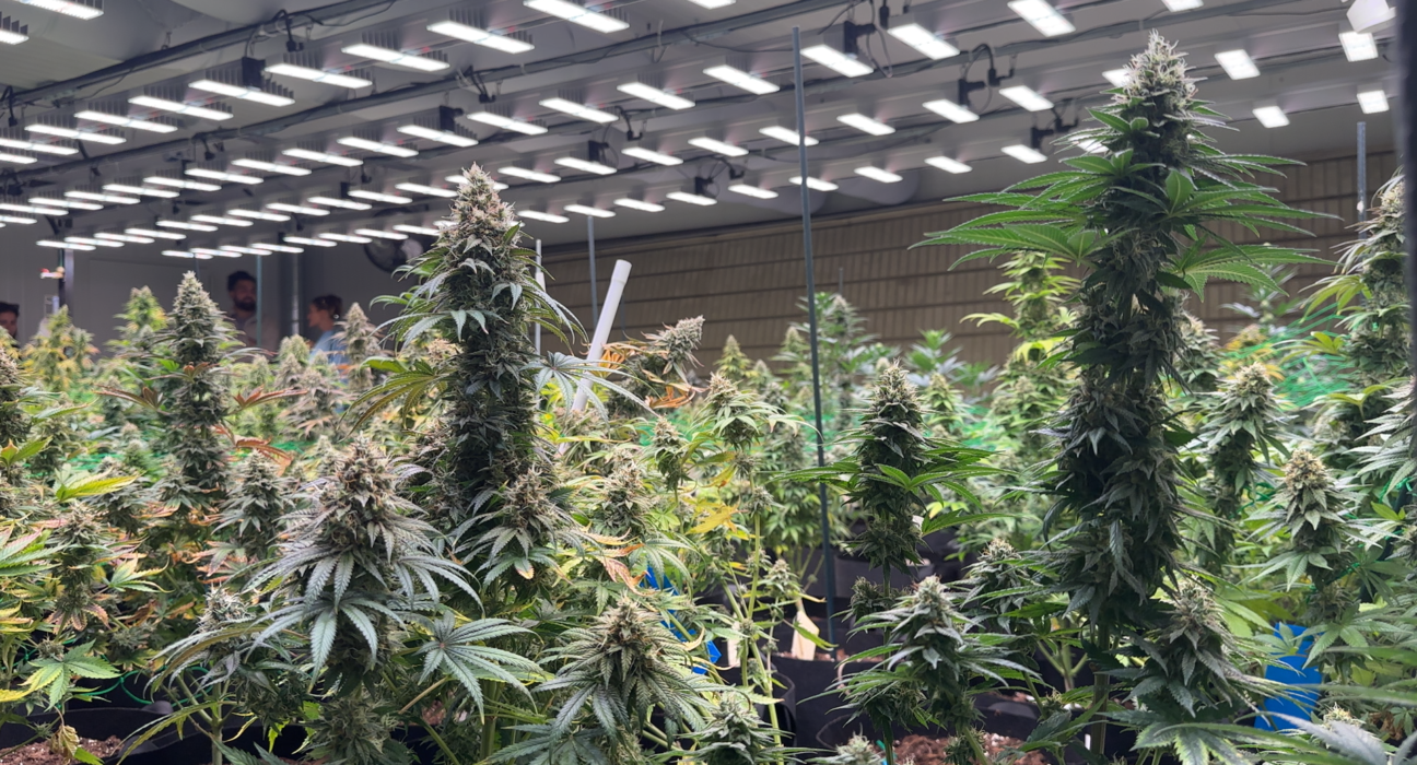 In Germany’s Cannabis Clubs, You Smoke Alone