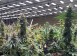 In Germany’s Cannabis Clubs, You Smoke Alone