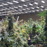 In Germany’s Cannabis Clubs, You Smoke Alone