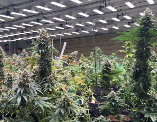 In Germany’s Cannabis Clubs, You Smoke Alone