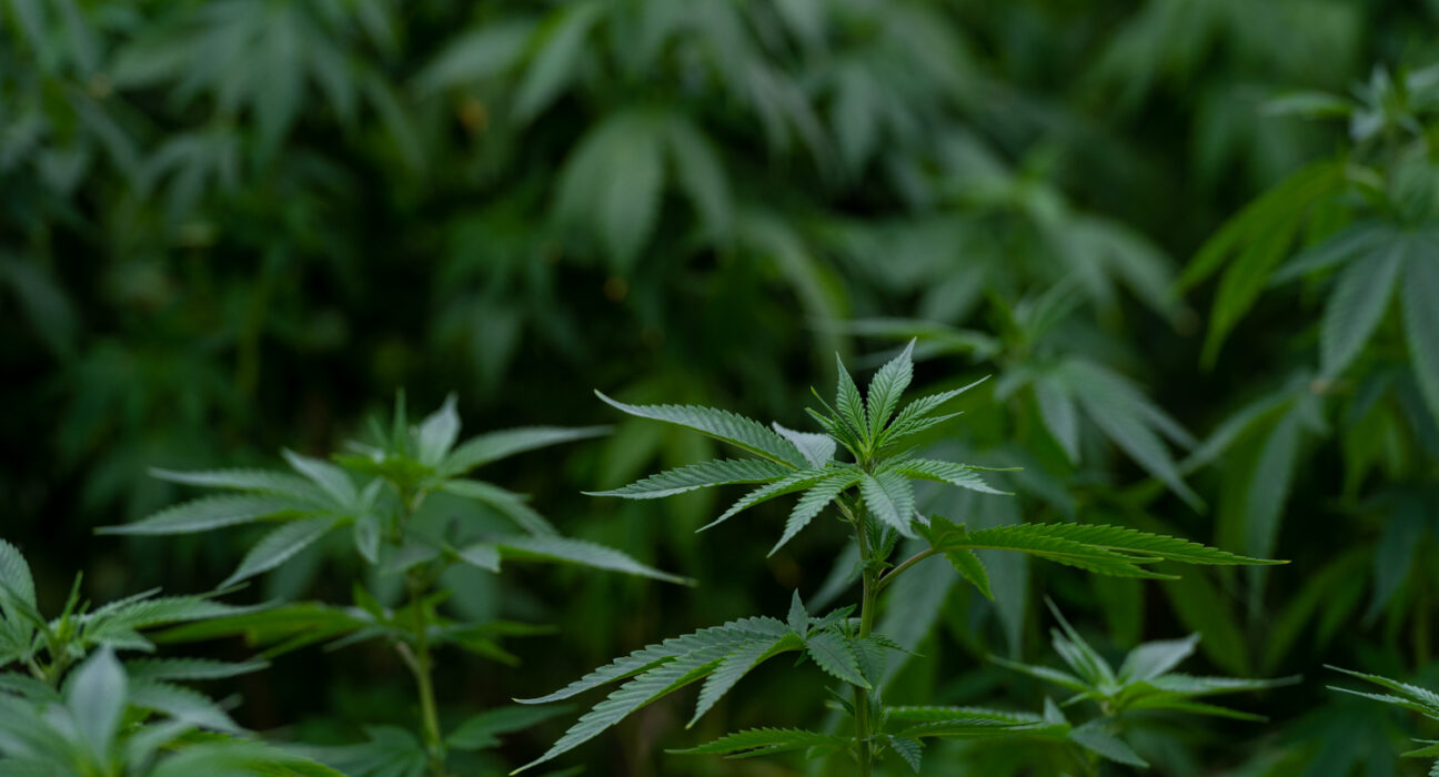 Marijuana Groups Urge Virginia Governor Not To Veto Sales Legalization Bill, Even After Lawmakers Rejected Her Amendments