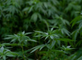 Marijuana Groups Urge Virginia Governor Not To Veto Sales Legalization Bill, Even After Lawmakers Rejected Her Amendments