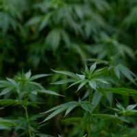 Marijuana Groups Urge Virginia Governor Not To Veto Sales Legalization Bill, Even After Lawmakers Rejected Her Amendments
