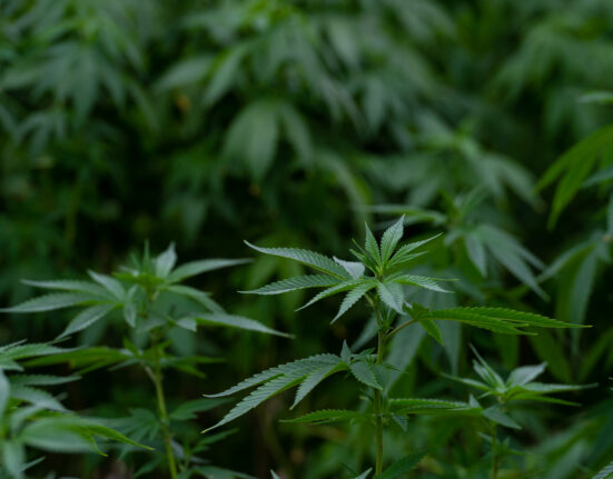 Marijuana Groups Urge Virginia Governor Not To Veto Sales Legalization Bill, Even After Lawmakers Rejected Her Amendments
