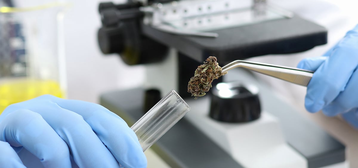 Minnesota Regulators Freeze Cannabis Testing Lab’s License