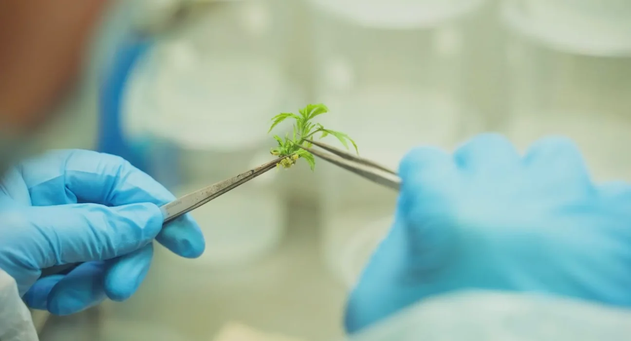'Mutant Marijuana' Is Changing How Weed Is Grown. It's Not What You Think.