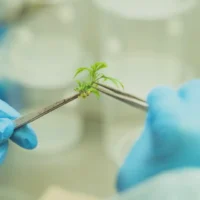 'Mutant Marijuana' Is Changing How Weed Is Grown. It's Not What You Think.