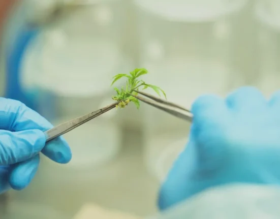 'Mutant Marijuana' Is Changing How Weed Is Grown. It's Not What You Think.