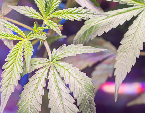 New Study Suggests Cannabis May Help Treat Obesity