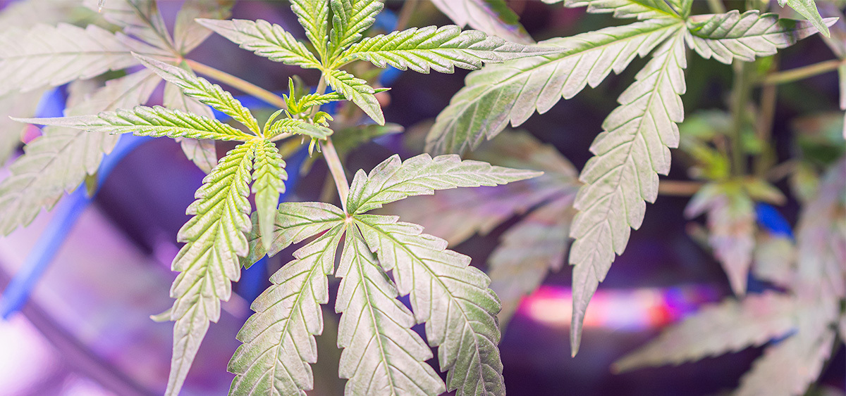 New Study Suggests Cannabis May Help Treat Obesity