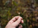 Psychedelic Decriminalization Support Flat For Two Years, UC Berkeley Survey Finds