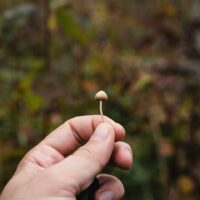 Psychedelic Decriminalization Support Flat For Two Years, UC Berkeley Survey Finds
