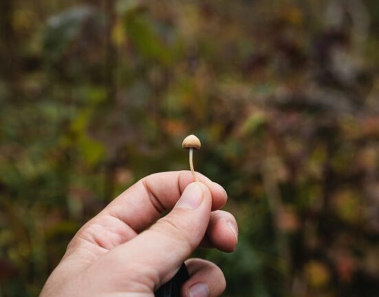 Psychedelic Decriminalization Support Flat For Two Years, UC Berkeley Survey Finds