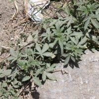 Survival Crop: When Countries Collapse, Cannabis Becomes a Lifeline