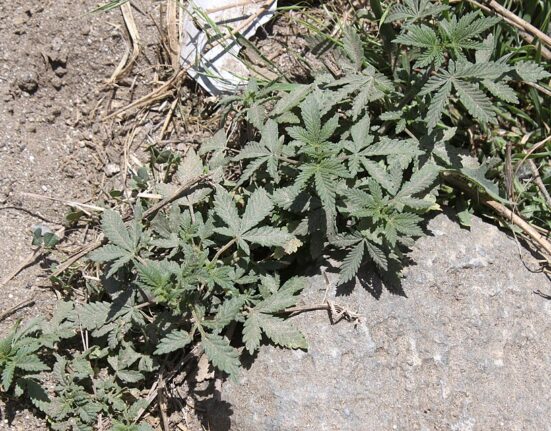 Survival Crop: When Countries Collapse, Cannabis Becomes a Lifeline
