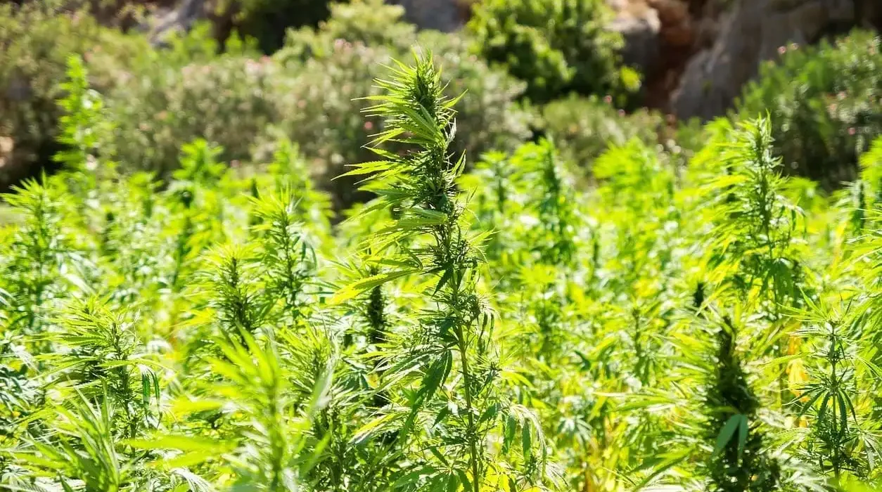 Tennessee Will Make It Illegal To Sell THCA And Other Hemp Products Starting On July 1 Under Newly Finalized Rules