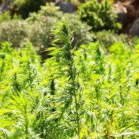 Tennessee Will Make It Illegal To Sell THCA And Other Hemp Products Starting On July 1 Under Newly Finalized Rules