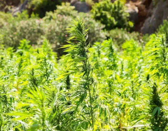 Tennessee Will Make It Illegal To Sell THCA And Other Hemp Products Starting On July 1 Under Newly Finalized Rules