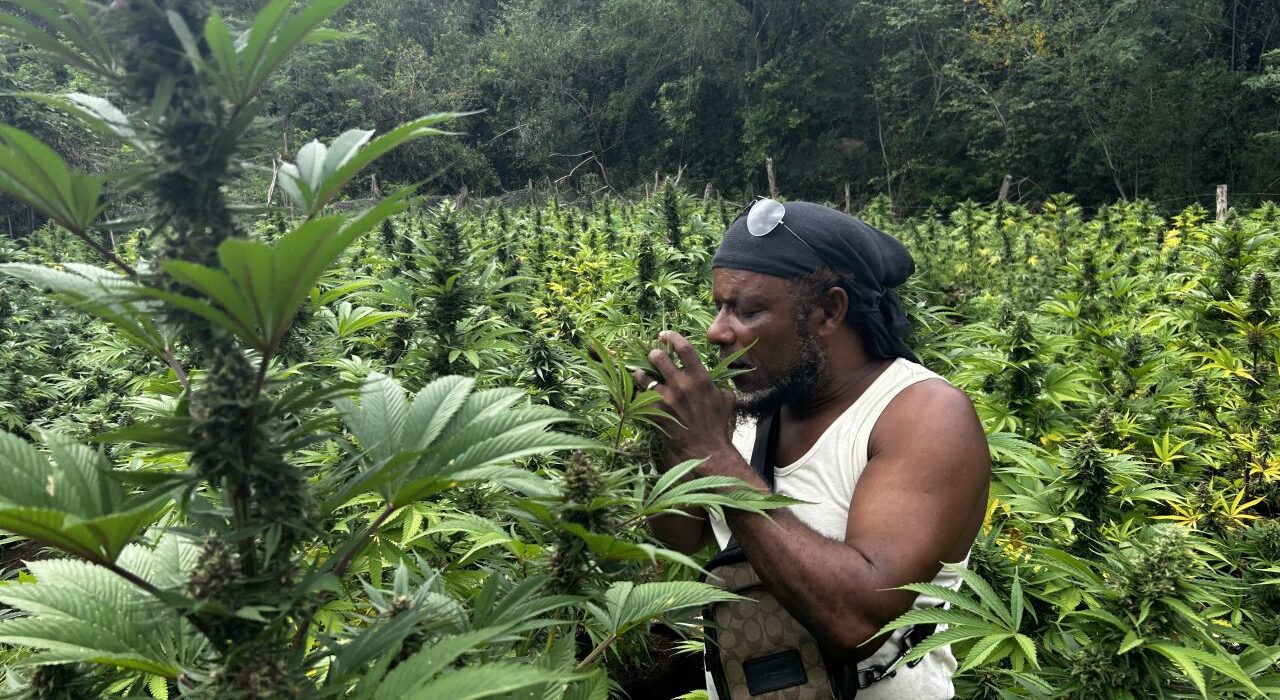 The Holy Trinity: Ganja, Mushrooms, and a Steam Chalice in Jamaica