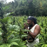 The Holy Trinity: Ganja, Mushrooms, and a Steam Chalice in Jamaica