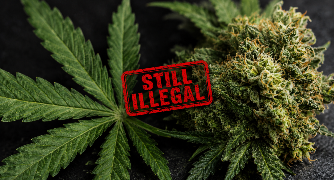 Trump's Drug Czar Says Marijuana Still Illegal After Schedule III Reclassification