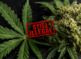 Trump's Drug Czar Says Marijuana Still Illegal After Schedule III Reclassification