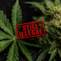 Trump's Drug Czar Says Marijuana Still Illegal After Schedule III Reclassification