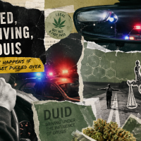 cannabis dui