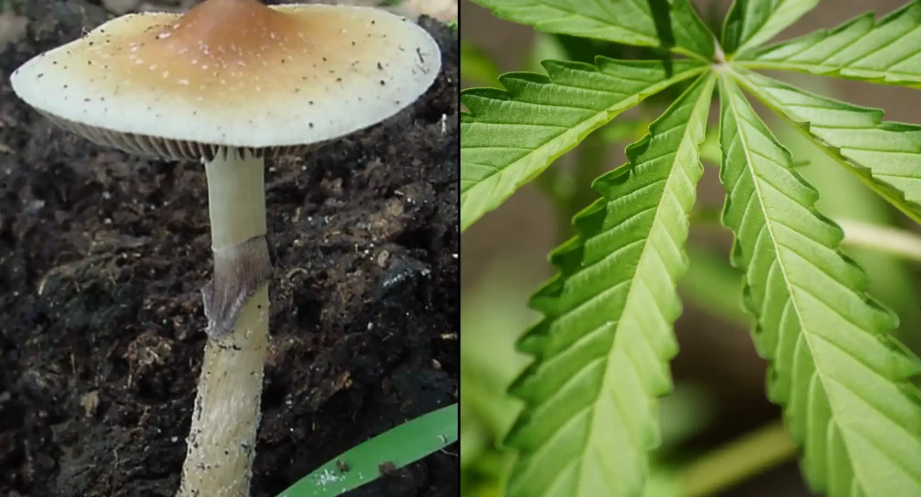 Congressional Committee Allows Military Psychedelics Amendment To Advance But Blocks Marijuana Testing Proposal For Recruits