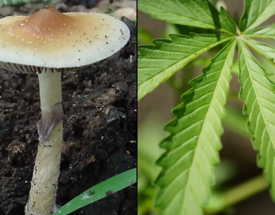 Congressional Committee Allows Military Psychedelics Amendment To Advance But Blocks Marijuana Testing Proposal For Recruits