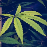 DEA Resists Testimony From Agency Official Linked To Report On Marijuana's Harms During Rescheduling Hearing