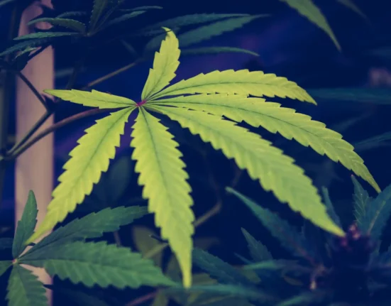 DEA Resists Testimony From Agency Official Linked To Report On Marijuana's Harms During Rescheduling Hearing