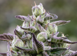 High Times Strains of the Month: June 2026