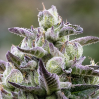 High Times Strains of the Month: June 2026