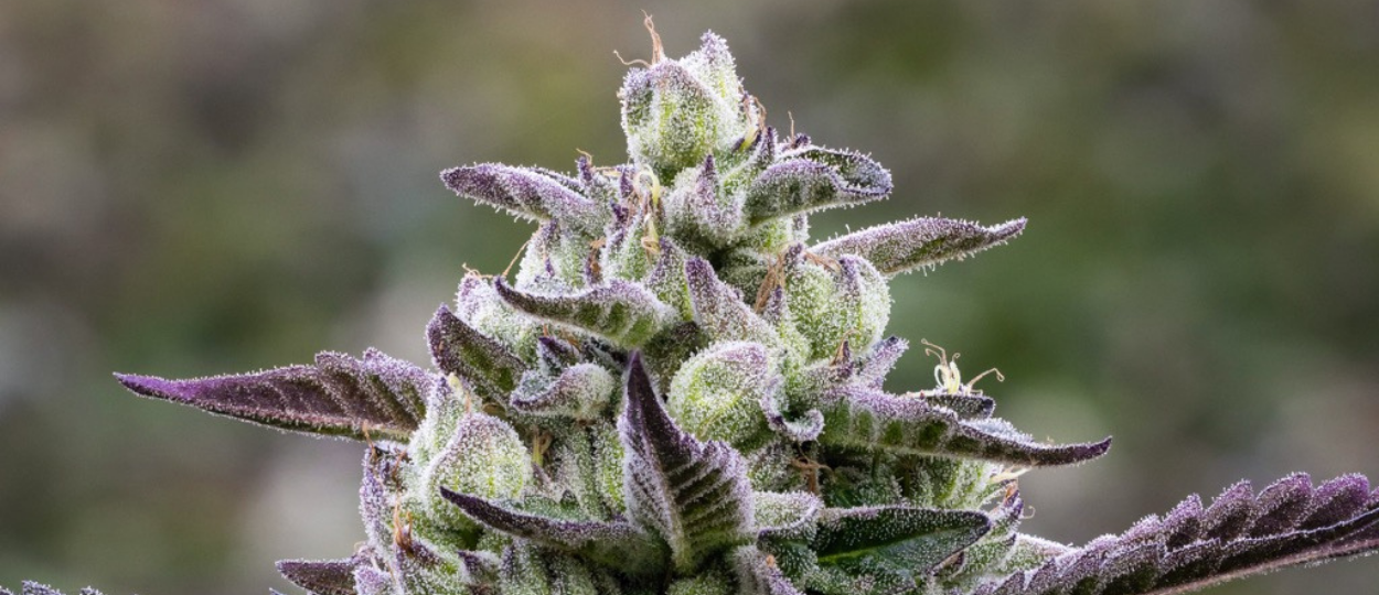 High Times Strains of the Month: June 2026