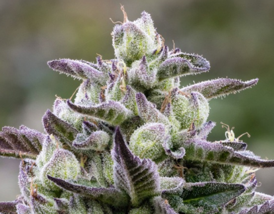 Hottest Cannabis Strains Right Now 2026: High Times Picks