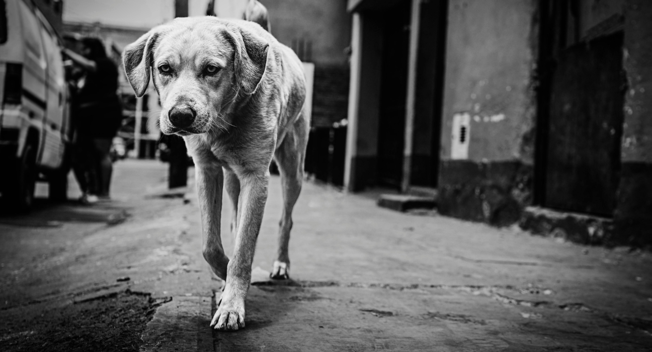 skid row dogs