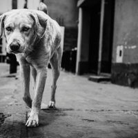 skid row dogs