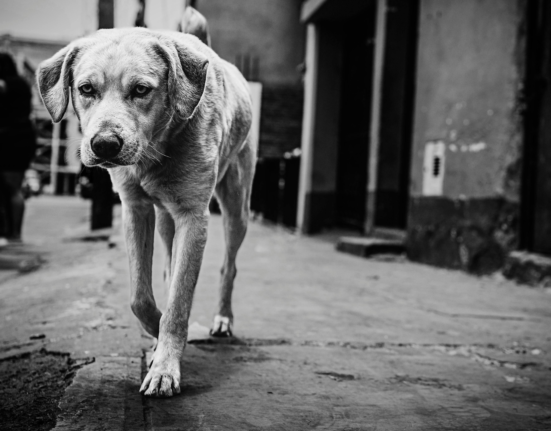 skid row dogs