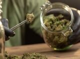 Massachusetts High Court Allows Ballot Measure to End Adult-Use Cannabis Sales to Proceed