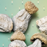 Mushrooms Got 10x Stronger Since 2019. World’s Biggest Shroom Church Built A Calculator So You Don't Run Naked Down The Street.