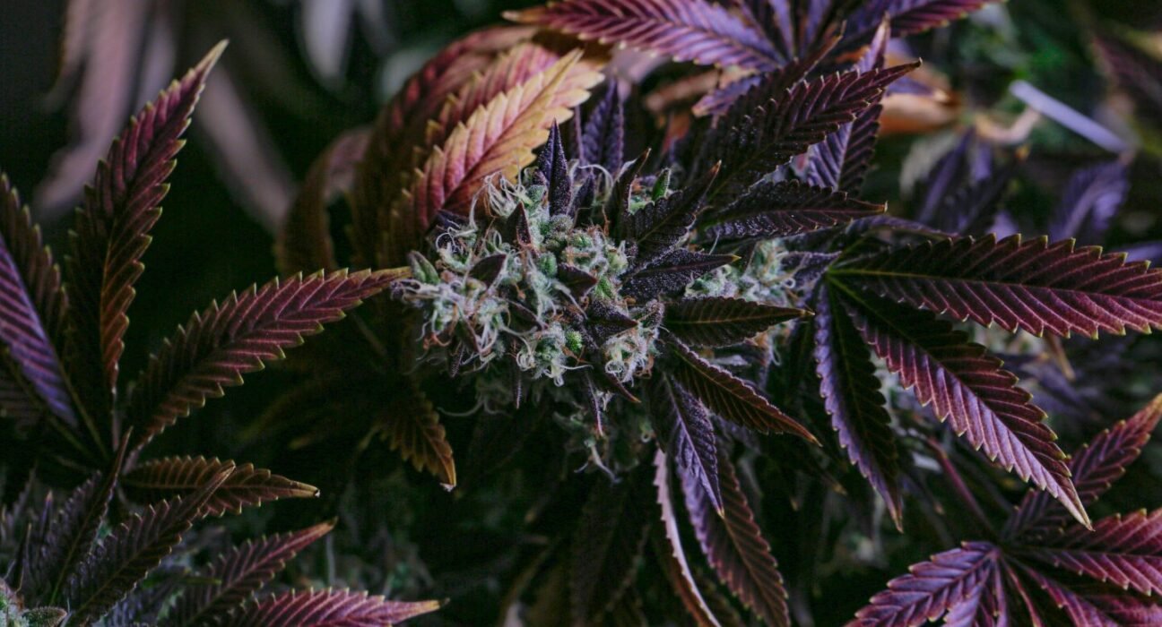 Regulated, Untamed, and Built to Last: Inside Montana Cannabis