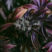 Regulated, Untamed, and Built to Last: Inside Montana Cannabis