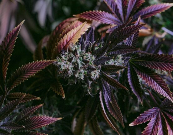 Regulated, Untamed, and Built to Last: Inside Montana Cannabis