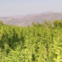 There's a Mountain in Morocco Where Everyone Grows Hash. The Locals Call It the Temple of the Plant. The Government Called It Illegal.