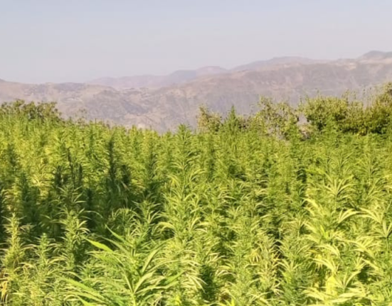 There's a Mountain in Morocco Where Everyone Grows Hash. The Locals Call It the Temple of the Plant. The Government Called It Illegal.